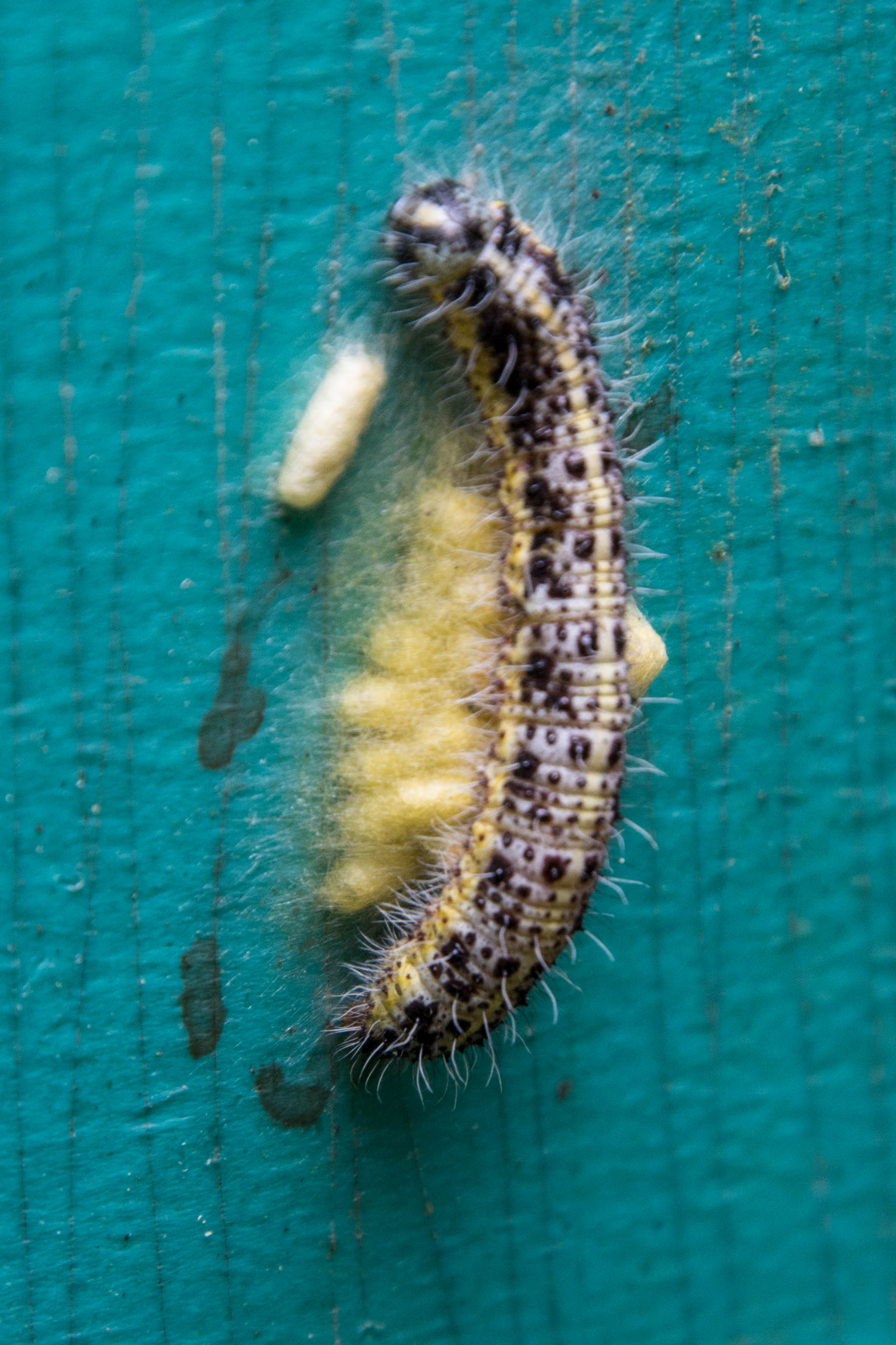 Door welke sluipwesp werd deze witjesrups geparasiteerd